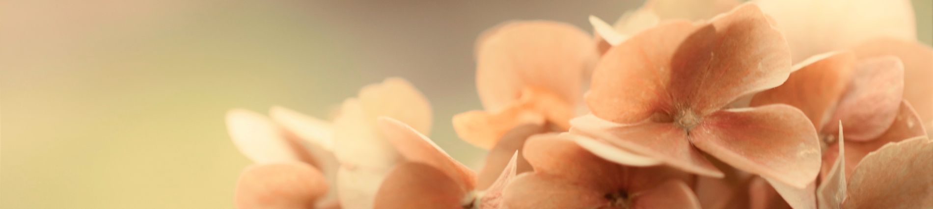 detail van zachte zalmroze bloesems