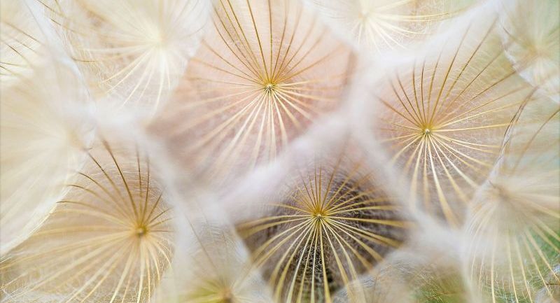 groot detail van verschillende paardebloemen waardoor hun zachte symmetrie zichtbaar is